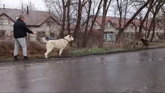 Азовский Дозор - МИХОН возраст 10 мес . я выпускник пит-ка Азовский Дозор. ✋️