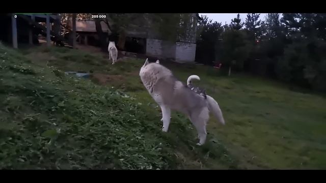 поехали за мясом для #хаски а искал Артура