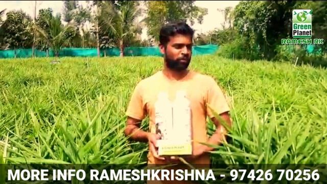 Ginger crop best result by green planet organic technology  rameshkrishna