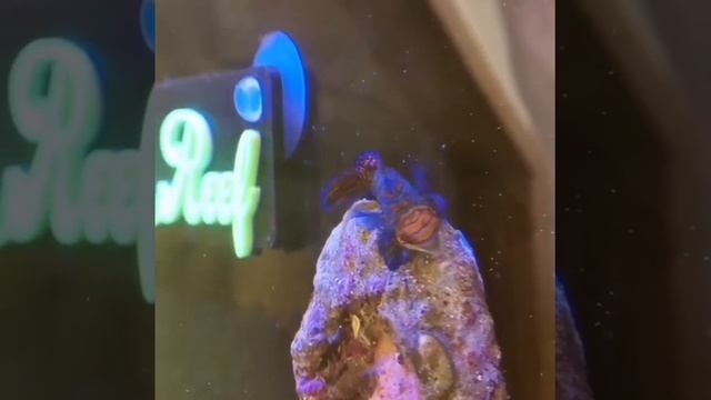 My Dragonet/ Mandarin fish.