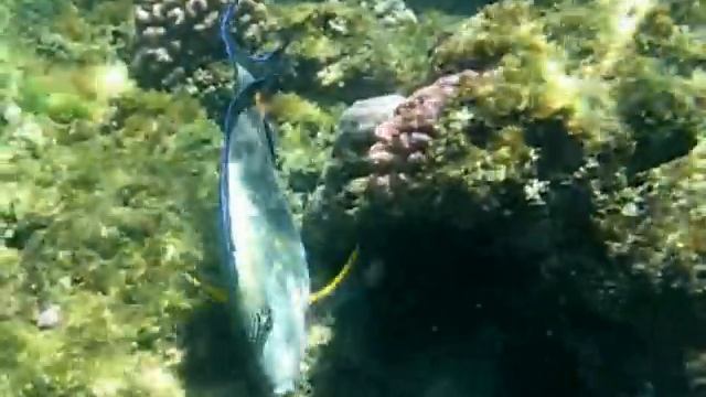 Rafa koralowa hotelu Iberotel Samaya, Marsa el Alam