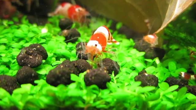 Креветки Красный кристалл Crystal Red Shrimp