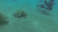 Sea Turtle Red Sea Marsa Alam GOPR0025