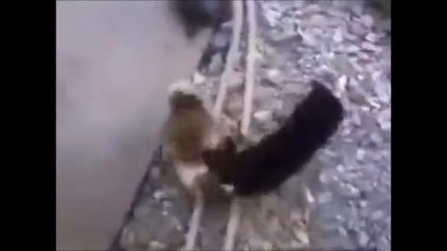 вы такого еще не видели , они взорвали весь  интернет!