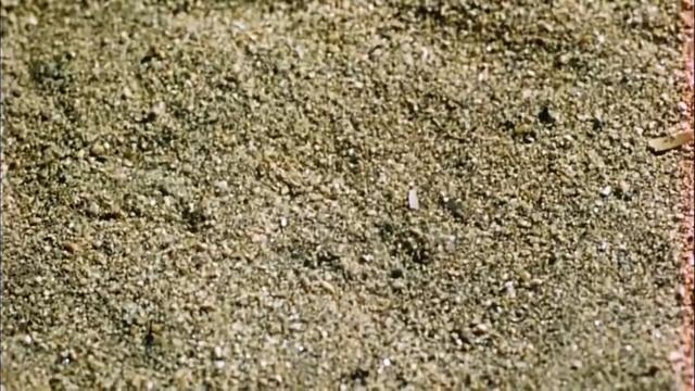 Antlion (Neuroptera:Myrmeleontidae) in the Luis Buñuel's film "Robinson Crusoe" (1954)