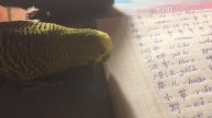 Если свалится счастье