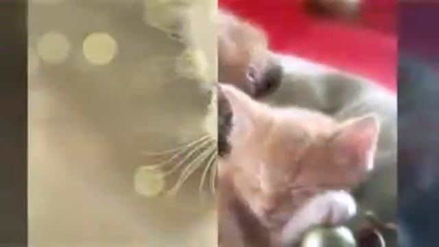 Подборка из самых милых котиков в интернете)