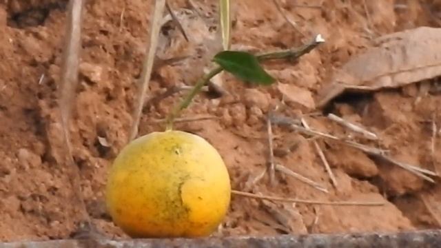 CARABINA COMETA NEW FENIX CAL. 4.5  ACERTANDO TALO DE LARANJA A 35 MTS