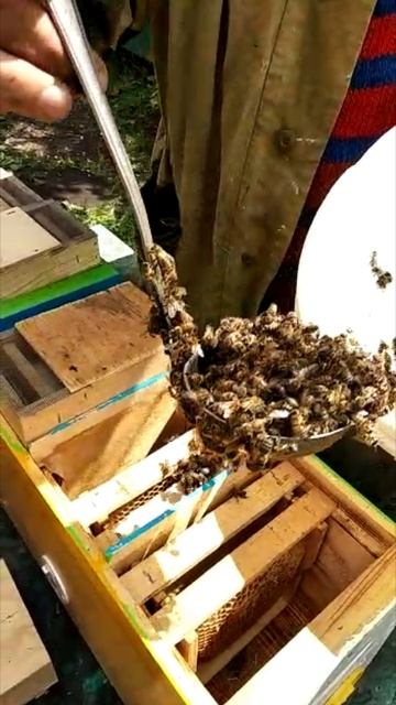заселение нуклеусов