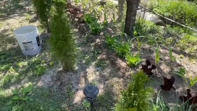 Южная Корея🏠13 мая/Утро/Мадам Грицацуева/Рисоваявода/Перенесла кувшин/Посадила цветы/Засыпала грядк