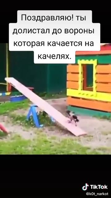 Ворона качается на качелях