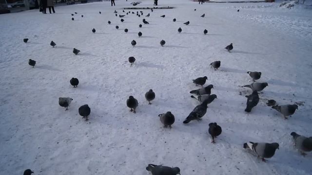 НАПАДЕНИЕ ГОЛУБЕЙ