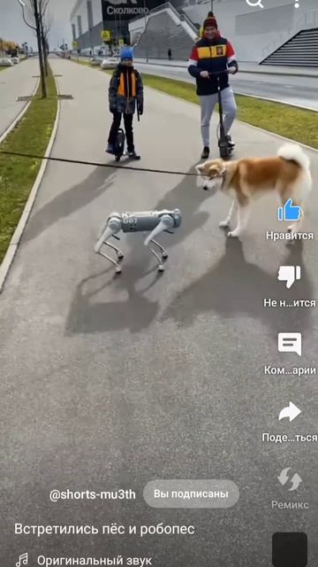 Робо-пёс со Сколково😃