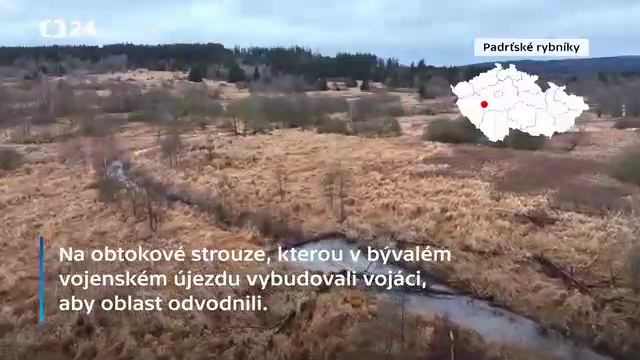 В Чехии бобры построили плотину быстрее людей
