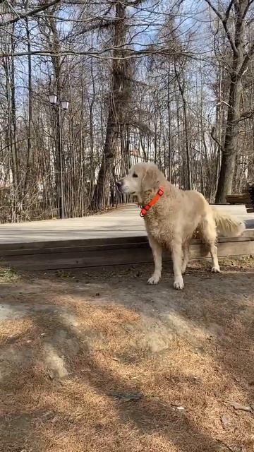 Мой охотник - Марс💛🐾🌿🌷#голден #retriever #весна #собаки #прогулкивлесу #учёныйпёс #дрессировка