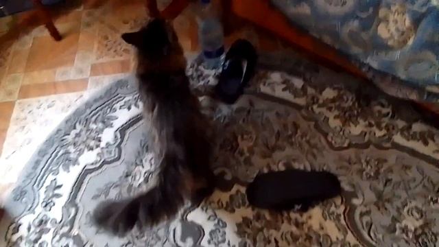 Кот Марс. Ругается.