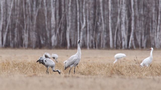 журавли
