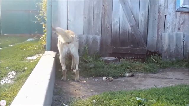 Близ и куры