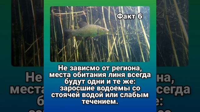 ФАКТЫ О РЫБЕ ЛИНЬ!! ОЧЕНЬ ВКУСНАЯ РЫБА