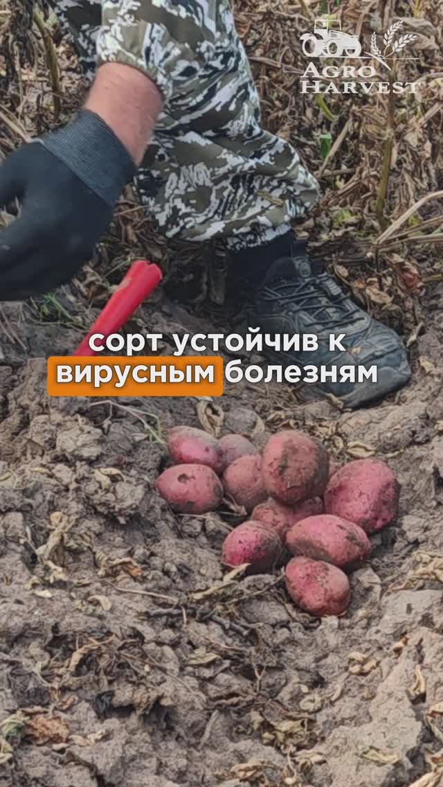 Обзор Сорт ОГОНЕК - Семенной картофель АгроХарвест