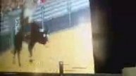 Bull rape part 1
