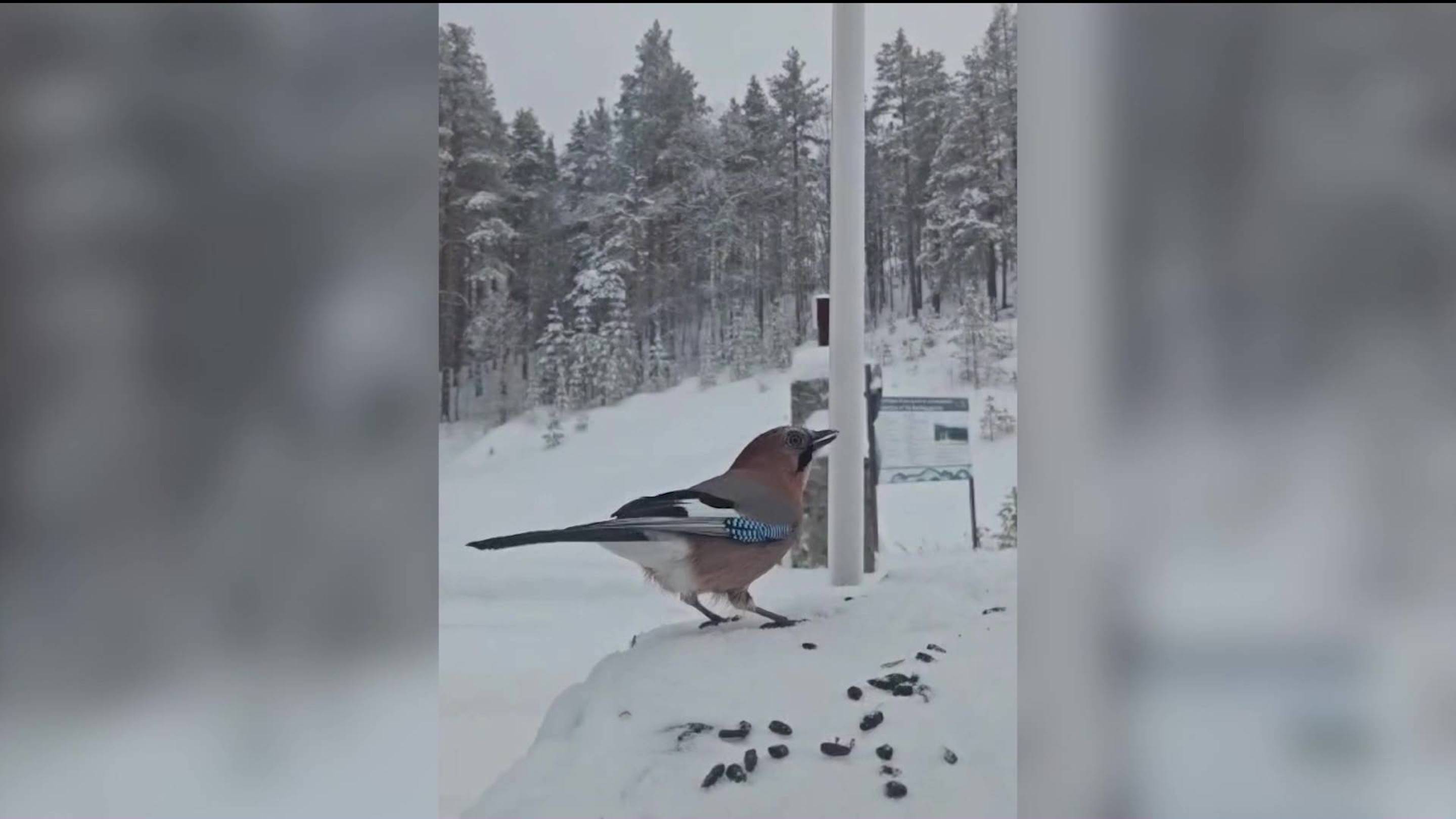 В Башкирском государственном заповеднике на видео попала трапеза соек-пересмешниц