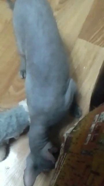 Ferhat cat!  I'm not a bully!/ Кот Ферхат! Я не шкодничал! #cats #shorts #animals #sphynx