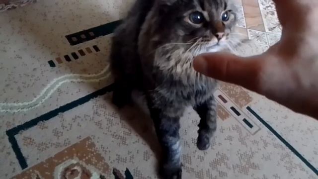 Кот Марс снова кусается. Бои без правил.