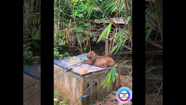 24 September 2023 PLANET ZOO #animals #zoo #singapore #love #xxx