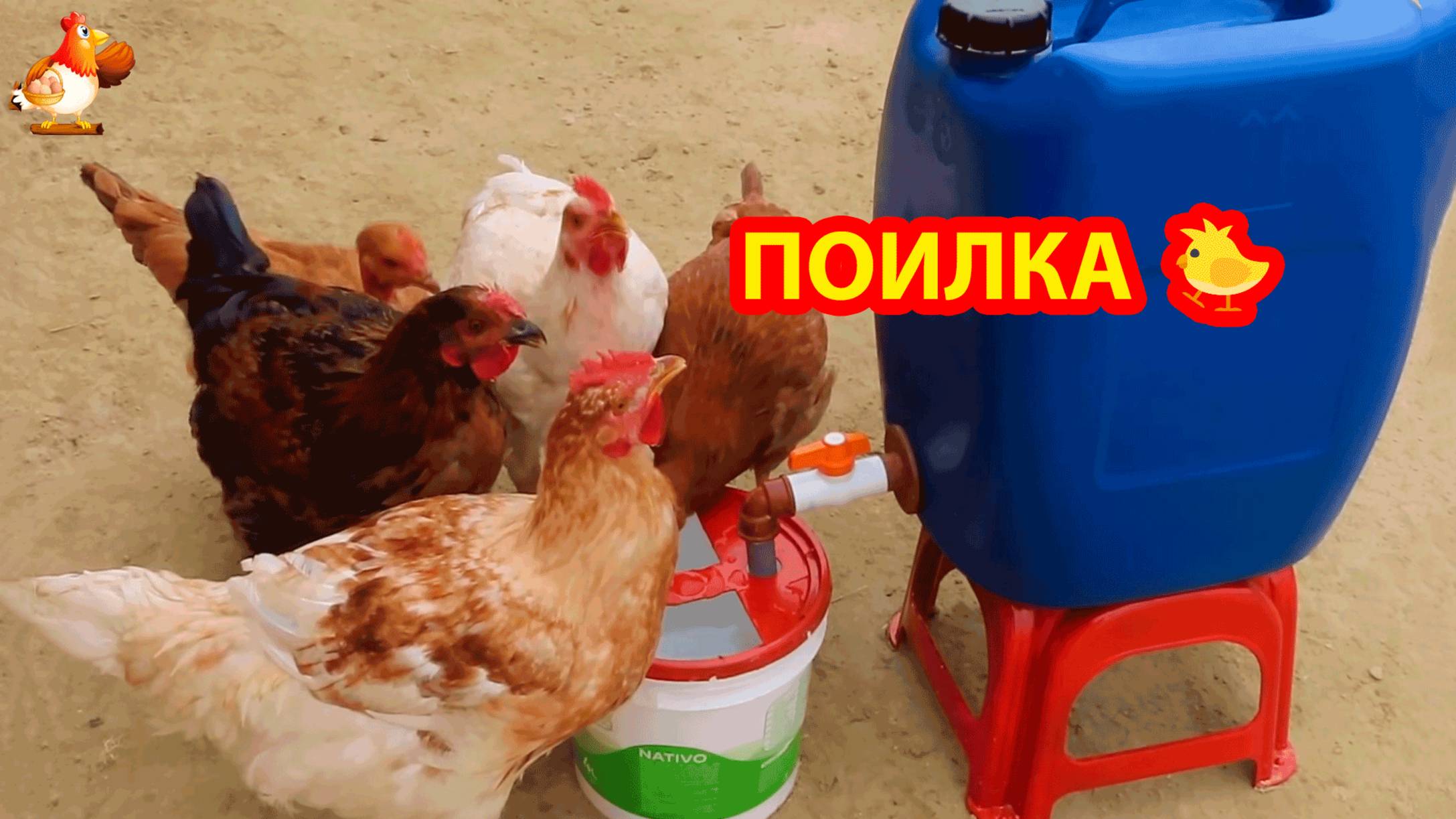 Поилка курам из 25 л канистры на подставке и ведра с прорезями в крышке 💦❣️🐓