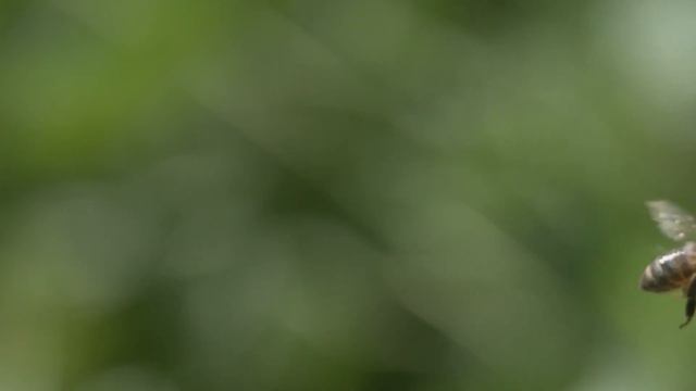 🎵 | Plant the Trees
