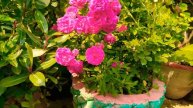Rose flower