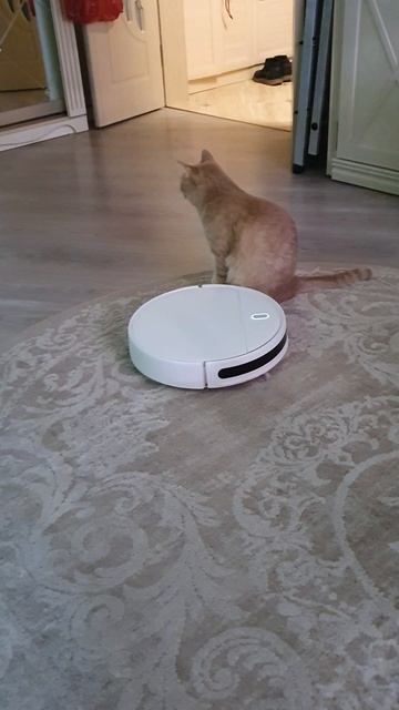 Кото-скала!:)