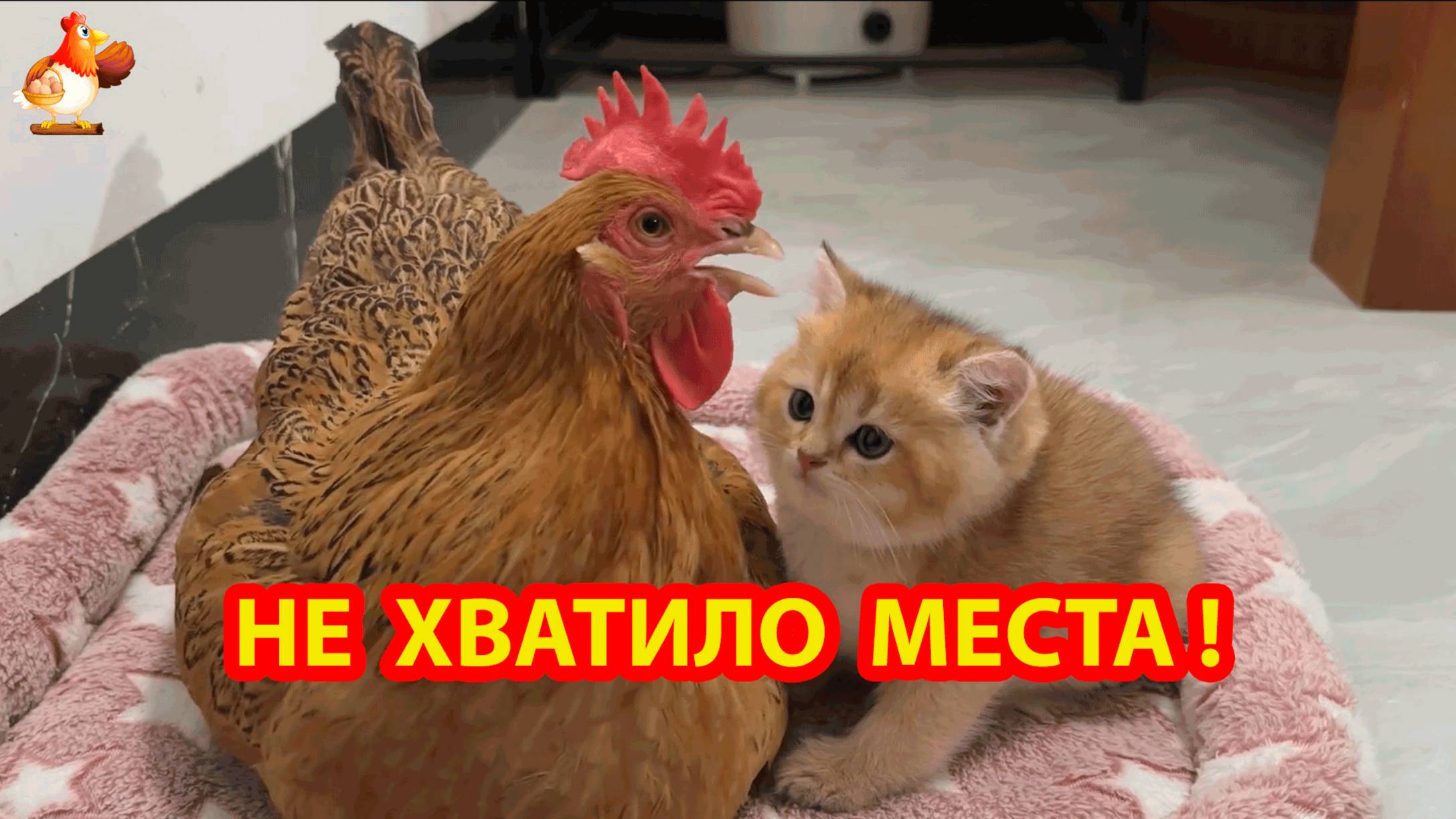 Курице и Котенку не хватило места и они ушли 🐓😹❣️