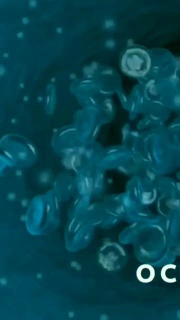 The Wonderful World of Octopus #facts #octopus #seaanimal #ocean #environment #marinelife