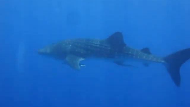 Whale Shark Local Sharm Egypt Китовая Акула Локал Шарм Египет 05.07.08