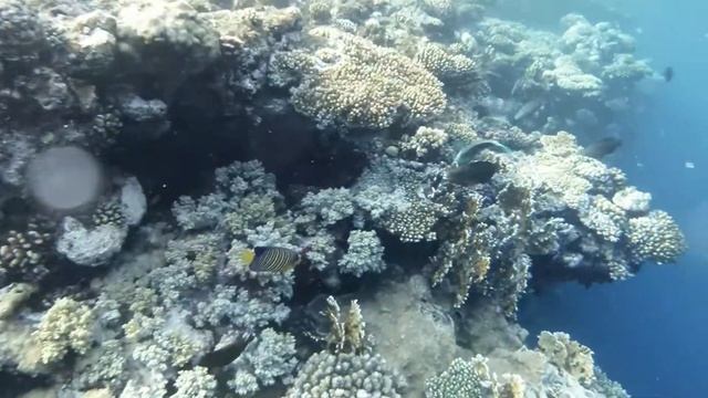 Egypt, Sharm El Sheikh 2014 diving & snorkling / Египет, Шарм 2014 Дайвинг и сноркелинг