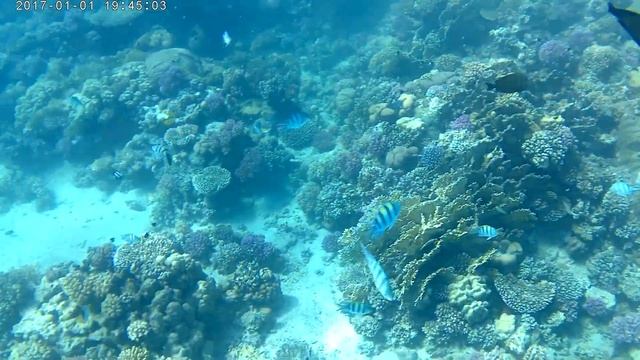 Marsa Alam Snorkeling 12-2023