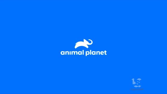 Animal Planet (2018/2019)