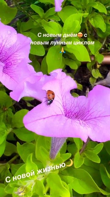 🐞 #сад #цветы #онлайн #таро #природа #красотамира #магия #gardening #цветы #дом #крым  #новолуние