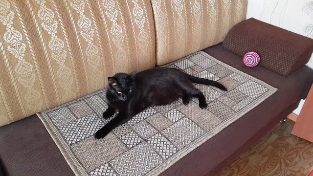 Кому и для чего купили коврик?..😊Кому он дастанется?Пумчик-Хвостик оценил...👍