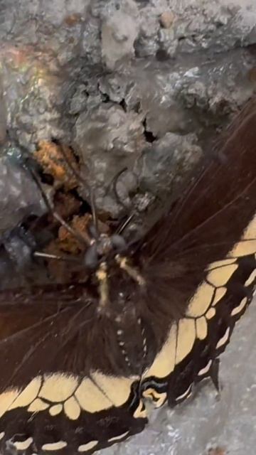 Curiosidades de la mariposa cola de golondrina o cometa🦋 #butterflyshorts #butterfly #mariposa #fyp