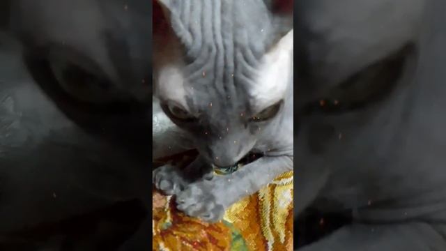 Этот сфинкс с другой планеты/This sphinx is from another planet🐱🙃🔥#animals #cats #sphynx