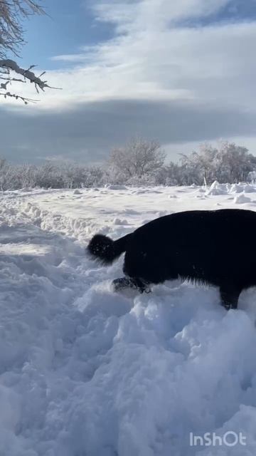 Гриз и прекрасный зимний денёк