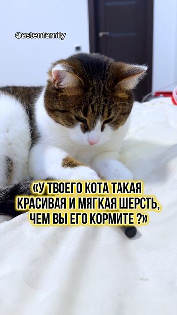 Красивая шерсть #кототерапия #кошечки#приколыкоты#котыприколы#astenfamily#котик