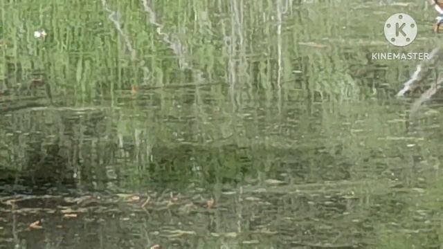 Плотва,карась на маховое удилище перед новолунием