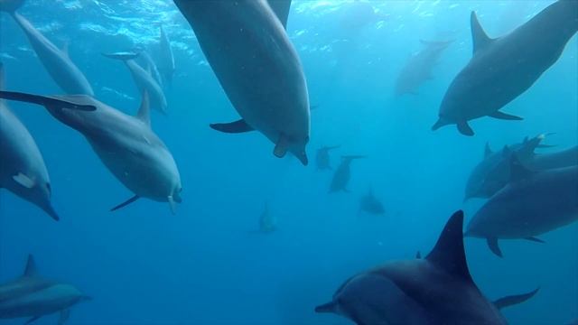 SWIMMING WITH DOLPHINS