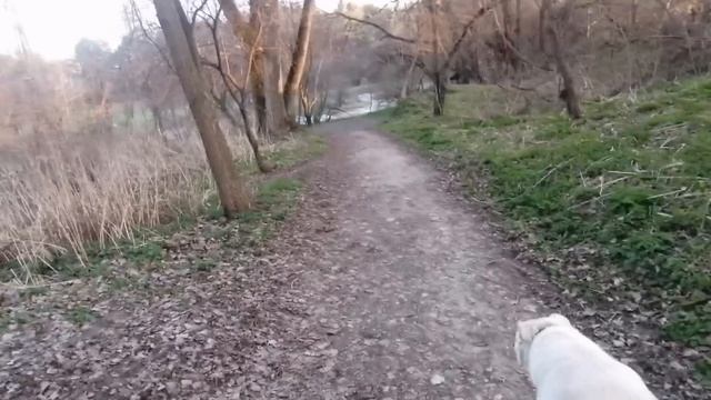 Воскресная прогулка к озеру- остался 1 лебедь. О планах и пристройствах. Сбор на пилу продолжается.