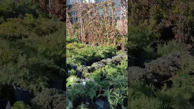 Что надо знать перед тем как выбрать растения для приствольного круга . #сад #дача #garden