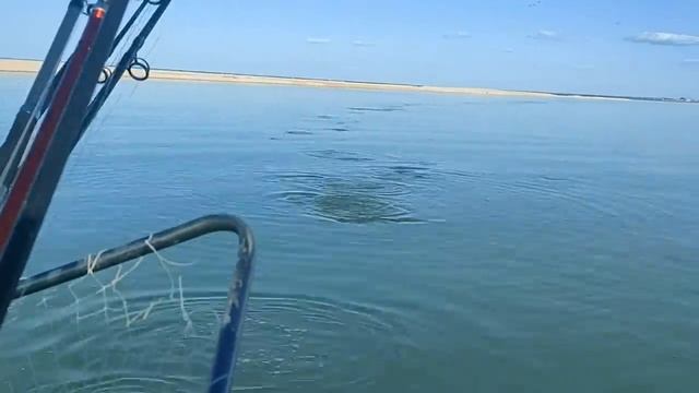 🎣В поисках Пиленгаса с гостем из Тулы🫂 Отличный отдых и рыбалка. #пеленгас #рыбалка #море